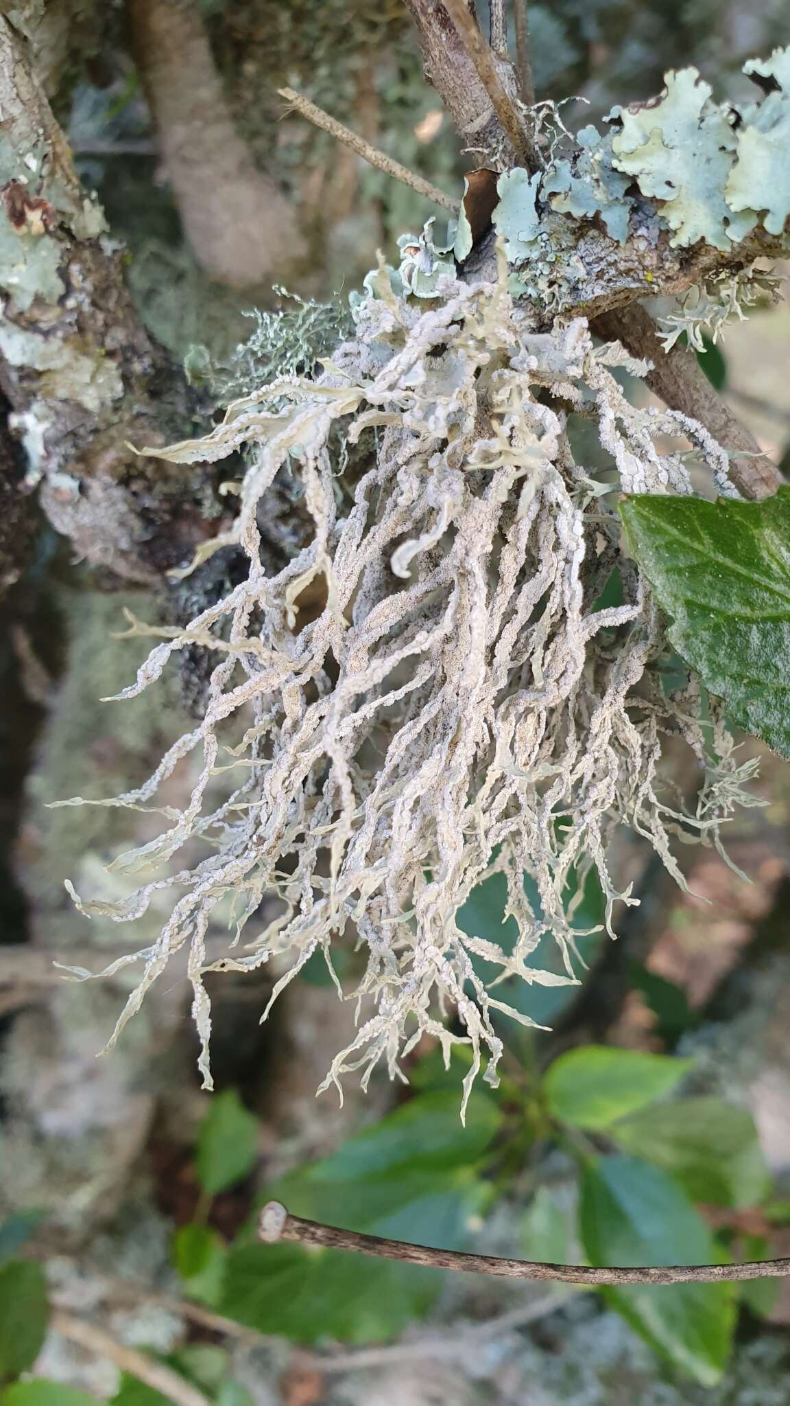 Image of Montagne's roccella lichen