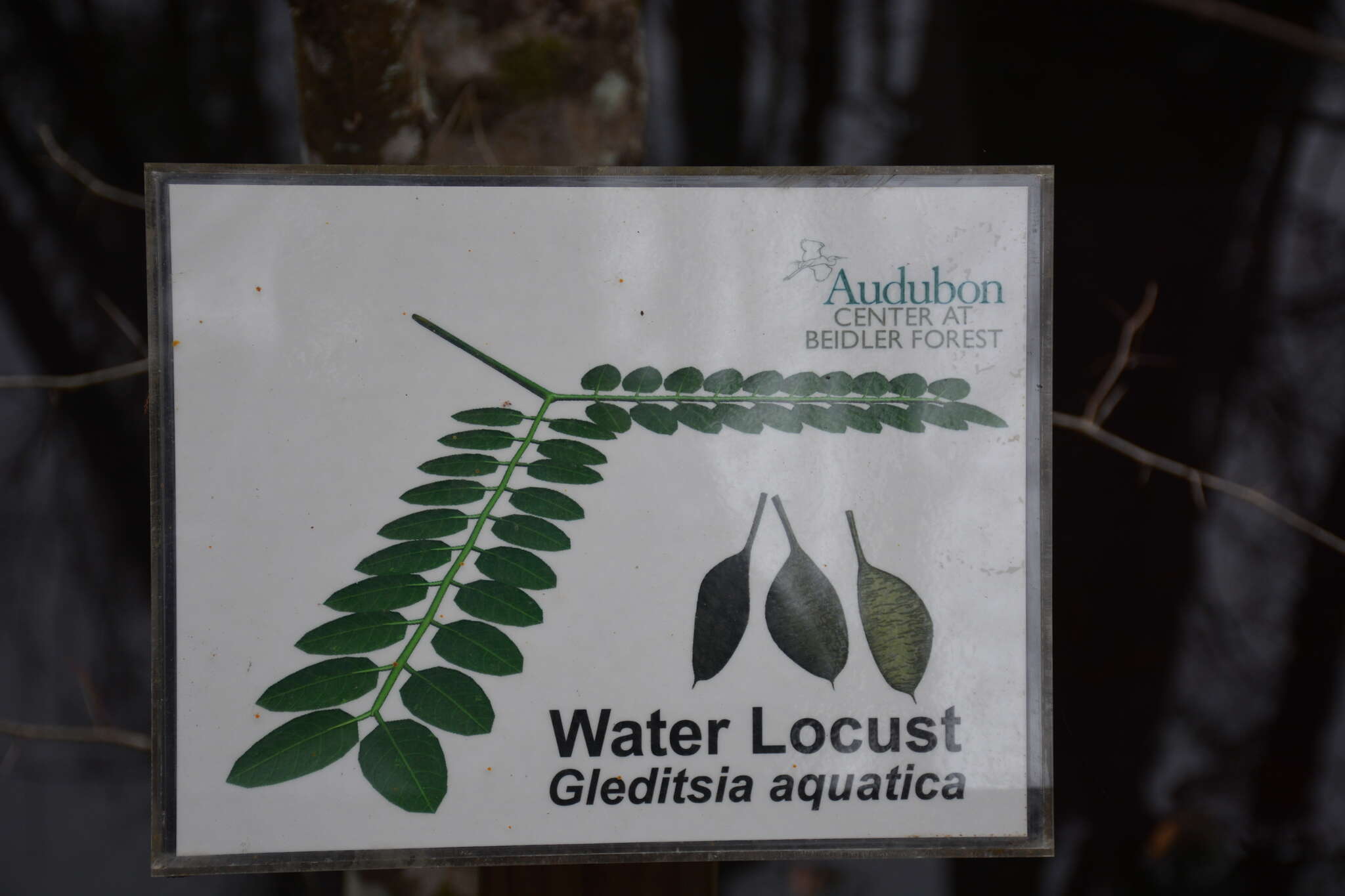 Image of water locust