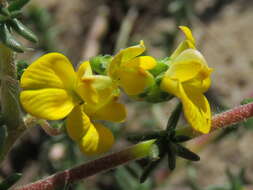 Image of Aspalathus divaricata subsp. divaricata