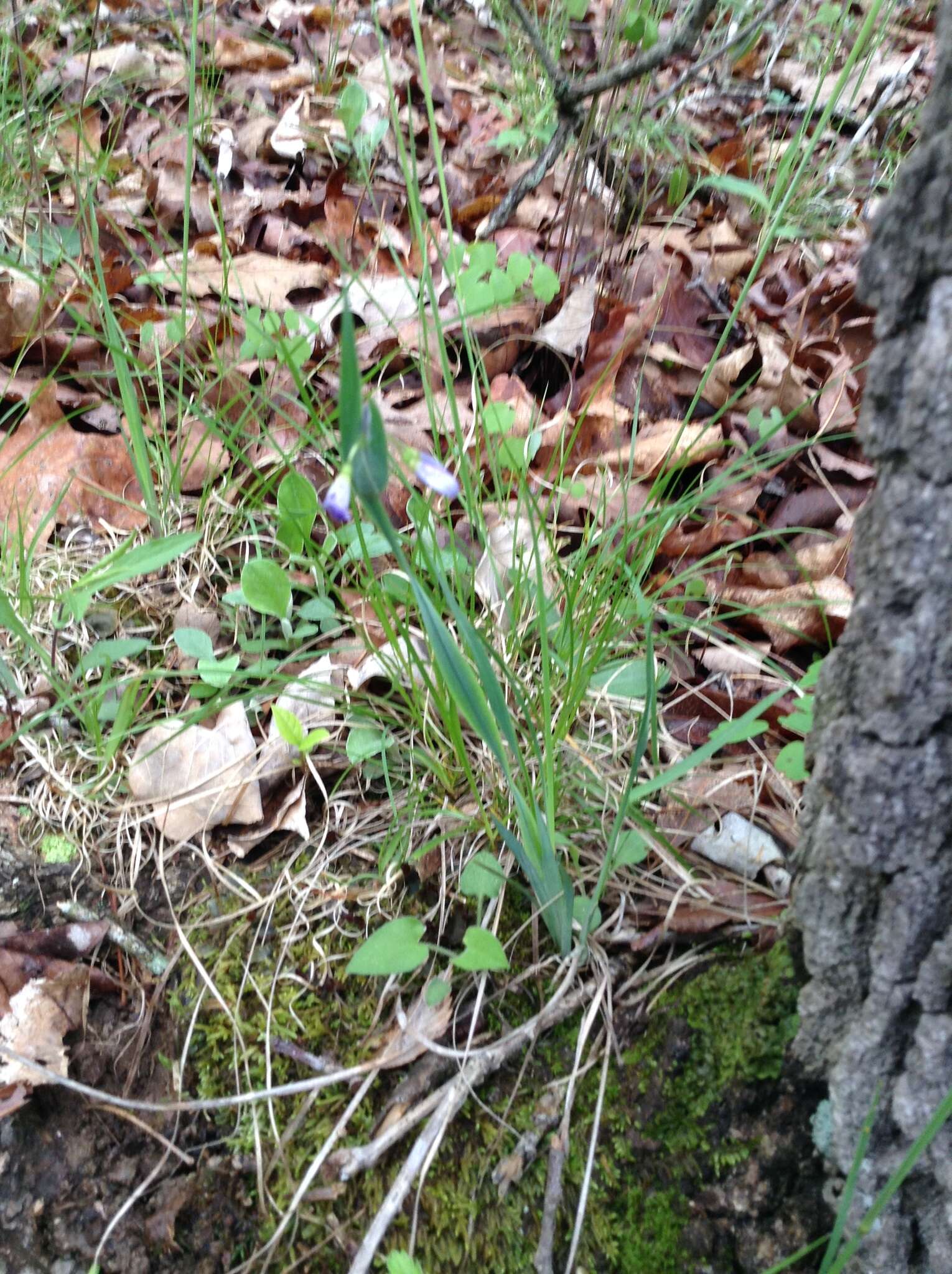 Imagem de Sisyrinchium campestre E. P. Bicknell