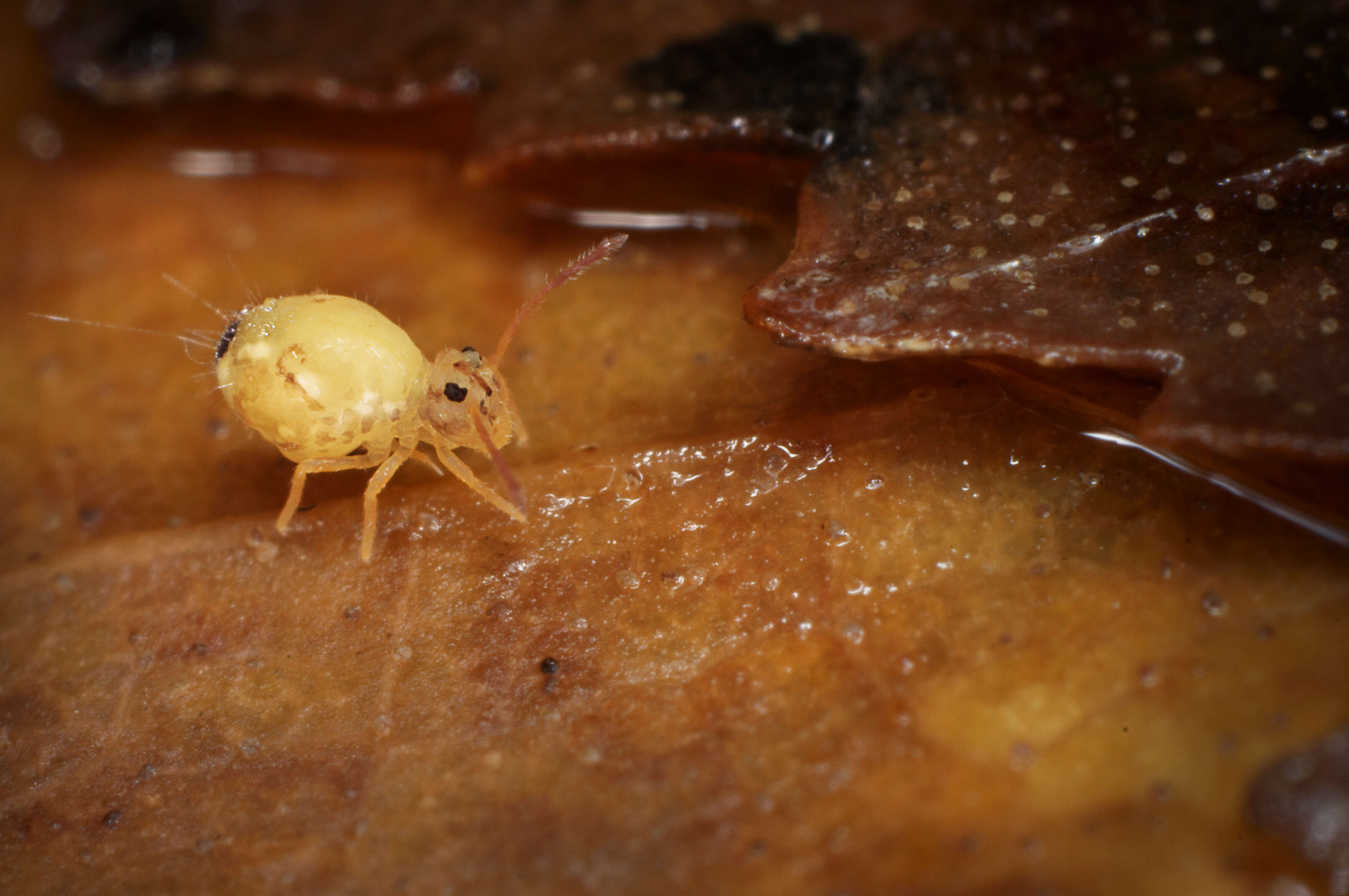 Image of globular springtail