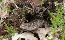 Image of Sand Lizard