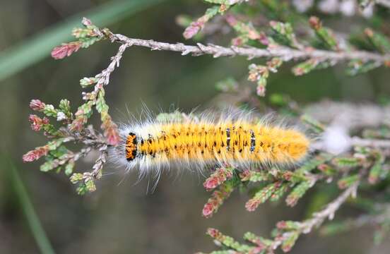 Image of grass eggar