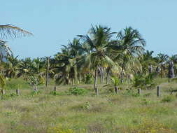 Image of coconut palm