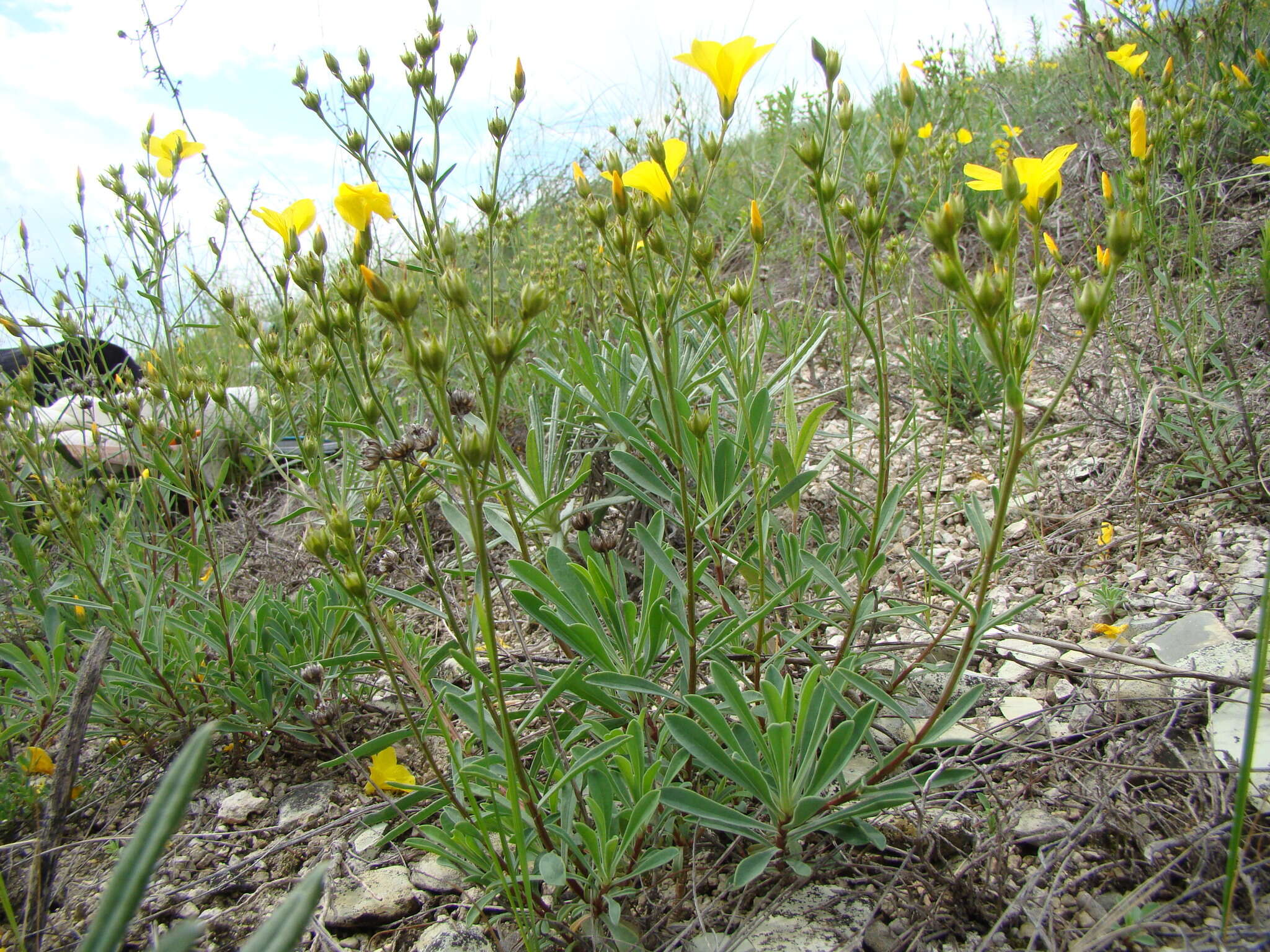 Imagem de Linum ucranicum Czern. ex Gruner