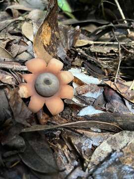 Image of Geastrum javanicum Lév. 1846