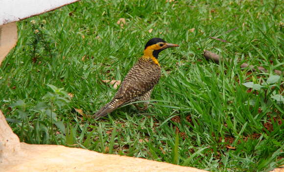 Image of Campo Flicker