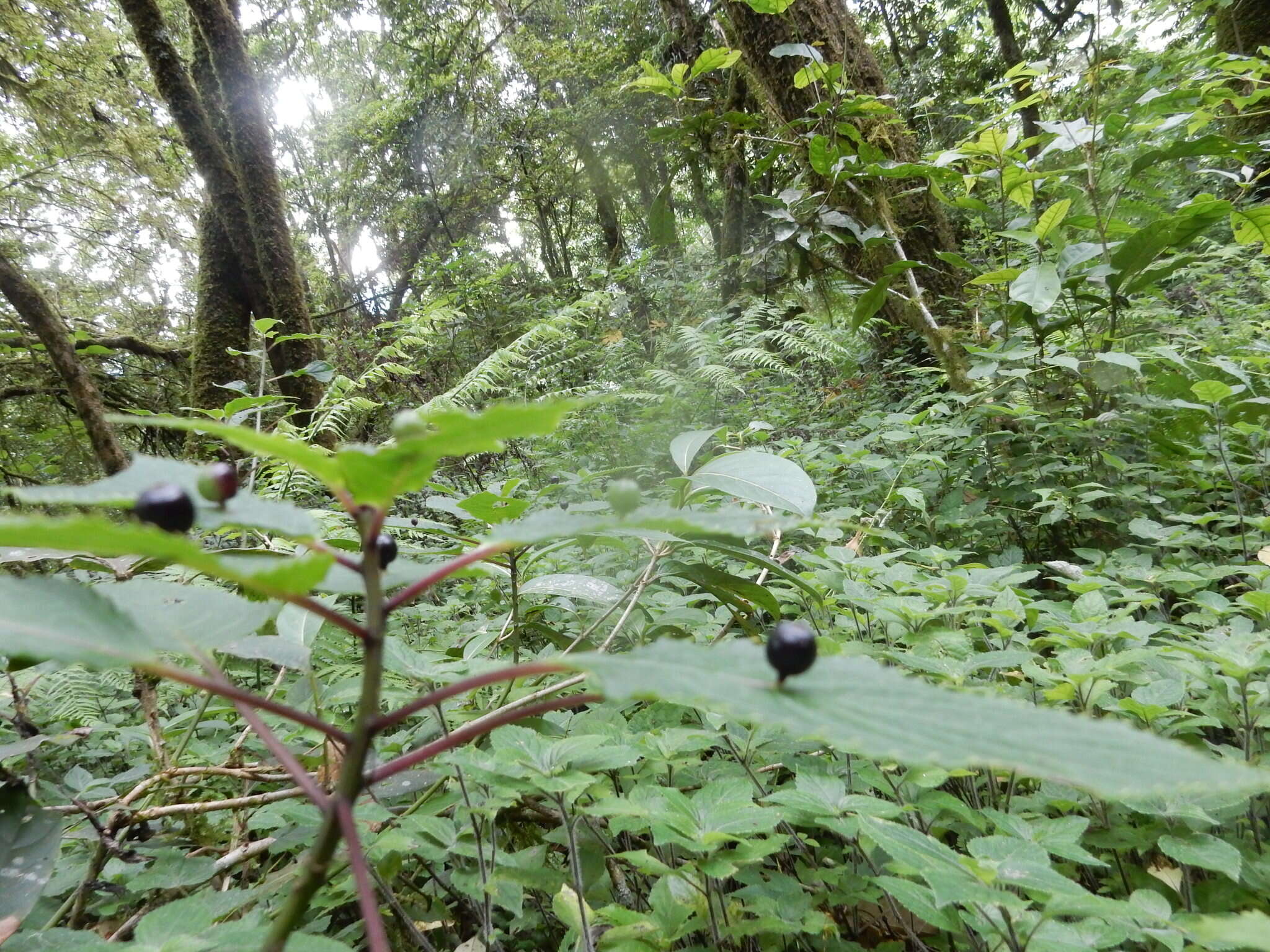 Image of Helwingia japonica subsp. liukiuensis (Hatusima) H. Hara & S. Kurosawa