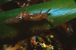 Aplysia punctata (Cuvier 1803) resmi