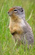 Image of Columbian ground squirrel