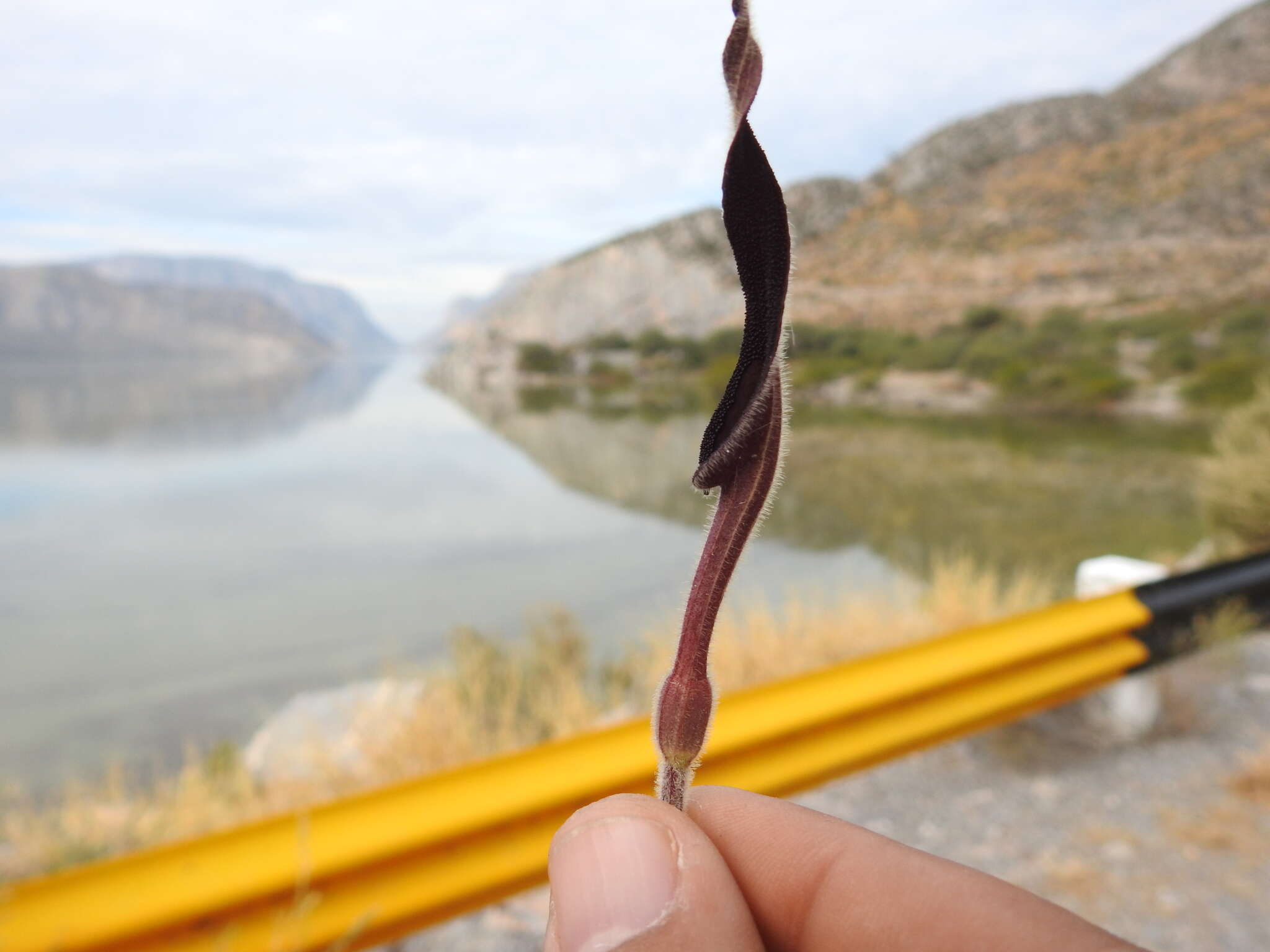 Image de Aristolochia wrightii Seem.