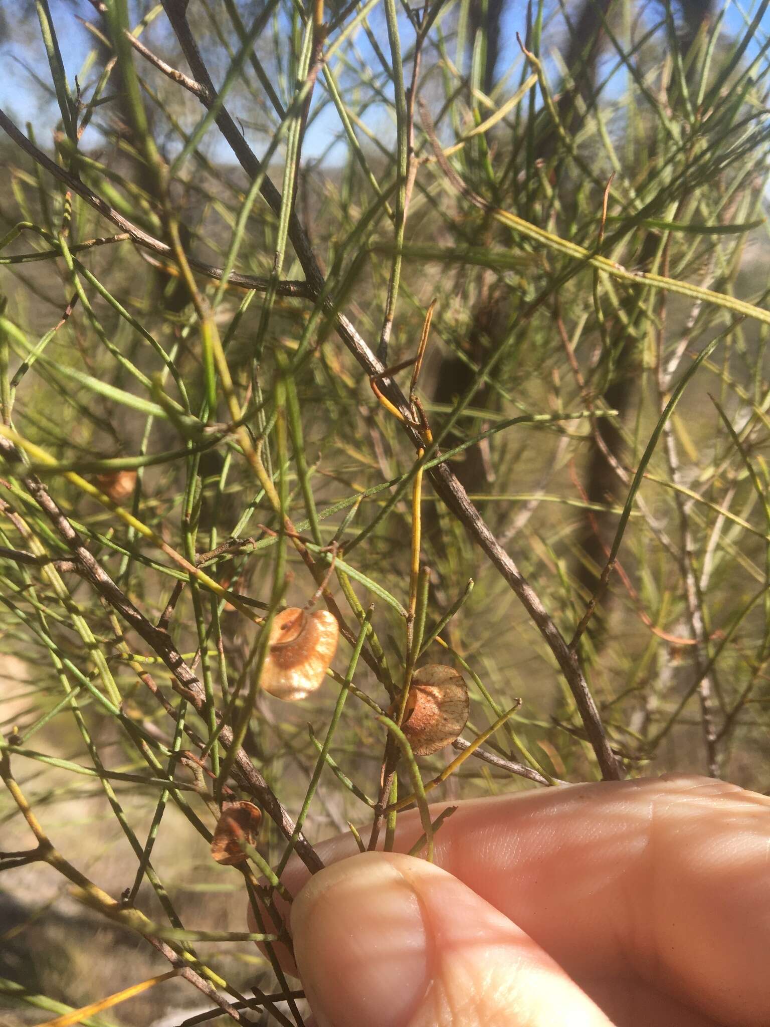 Image de Dodonaea filifolia Hook.