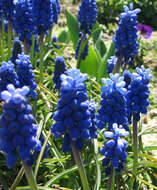 Image of Armenian grape hyacinth