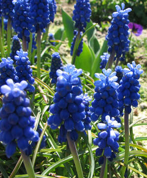 Image of Armenian grape hyacinth