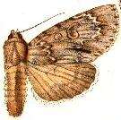 Image of American Dagger Moth