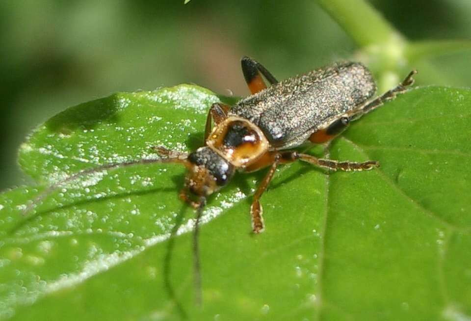 Imagem de Cantharis nigricans