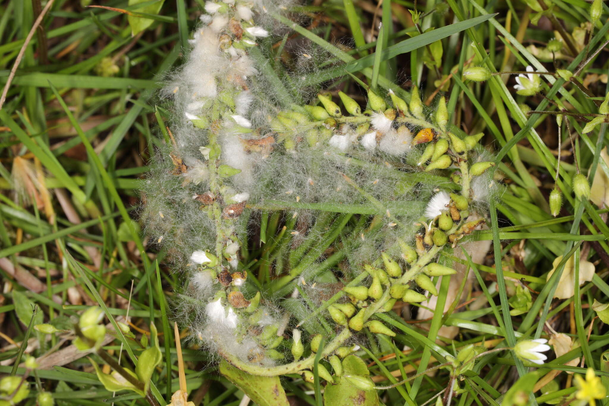 Image of Taphrina johansonii Sadeb. 1891