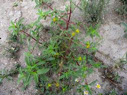 Image of clustered yellowtops