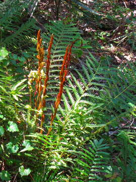 Image of Osmundastrum cinnamomeum Presl