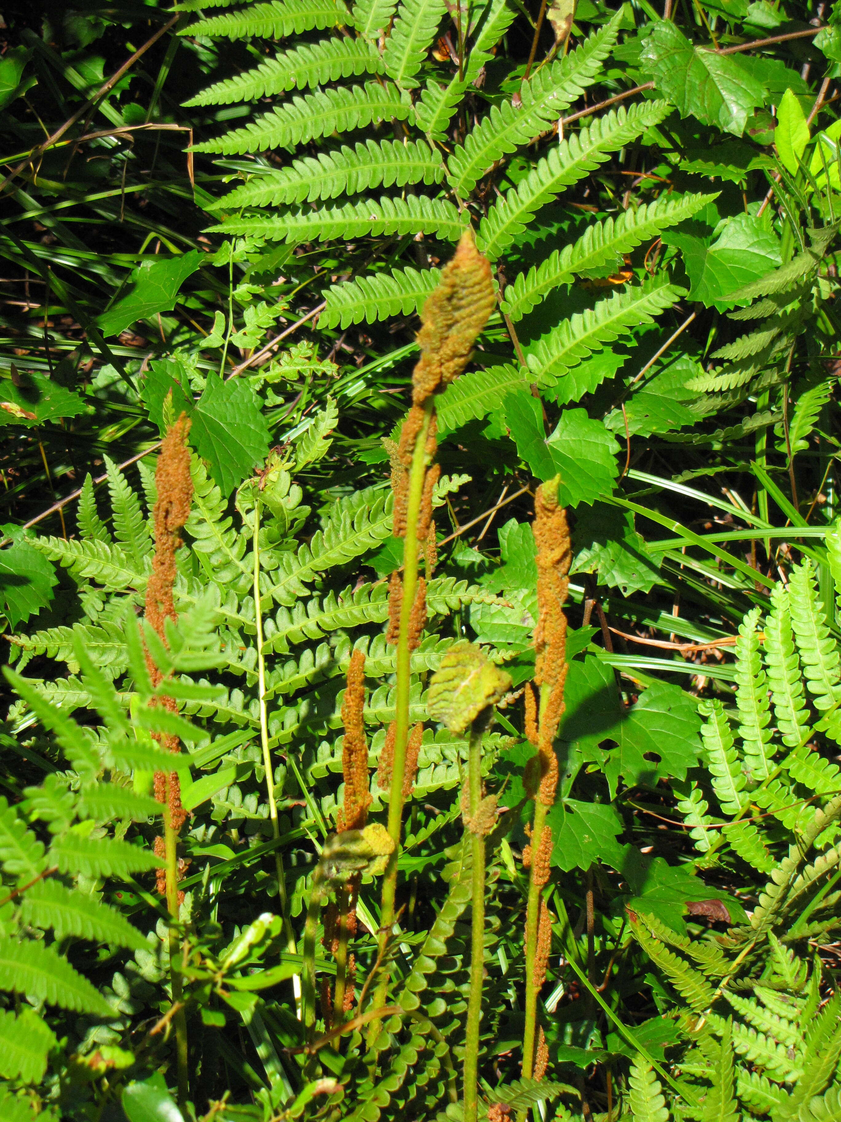 Image of Osmundastrum cinnamomeum Presl