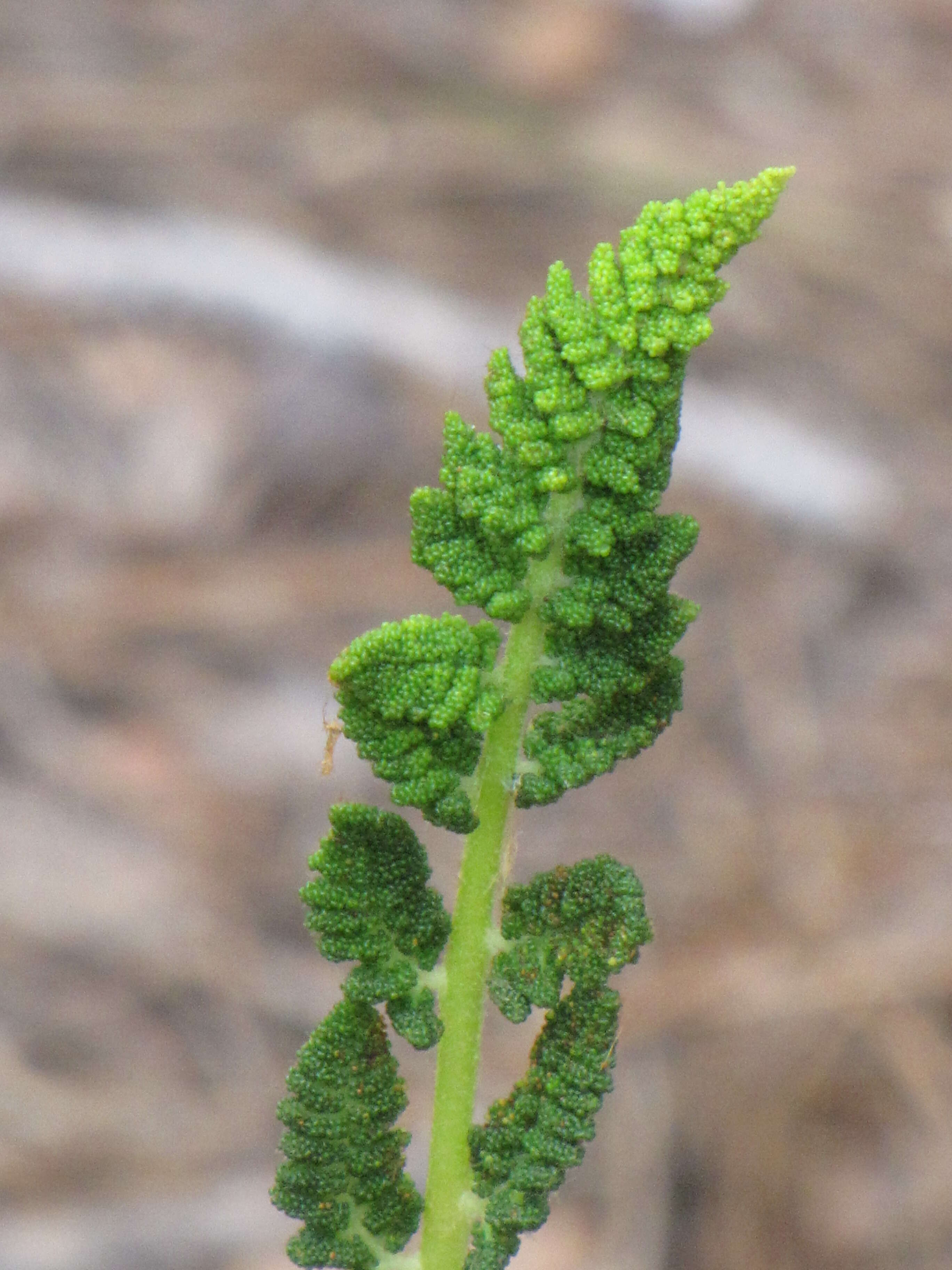 Image of Osmundastrum cinnamomeum Presl