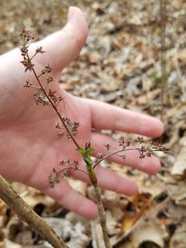 Image of yellowroot