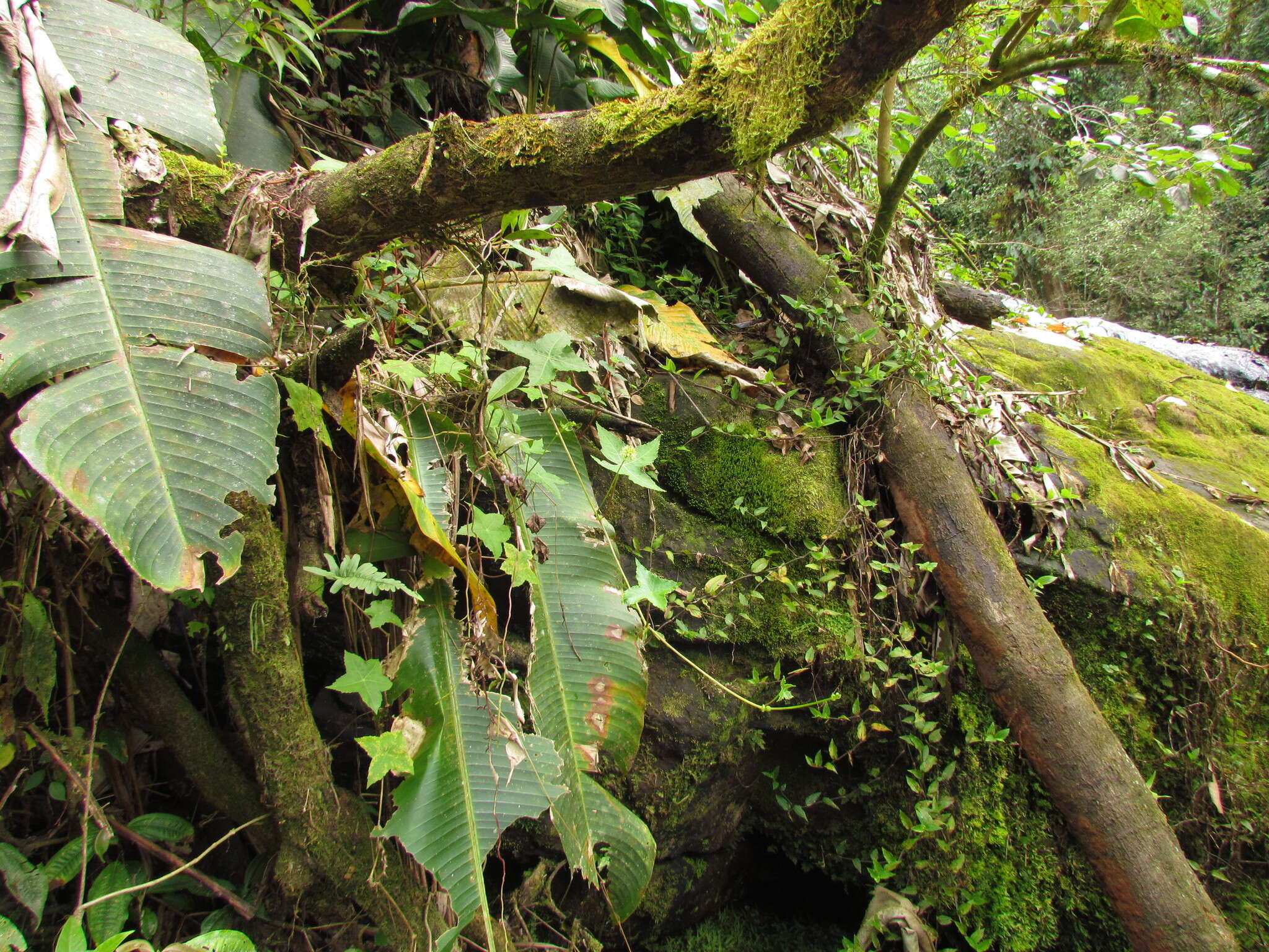 Imagem de Hydrocotyle quinqueloba Ruiz & Pav.