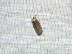 Image of Agonopterix ciliella Stainton 1849