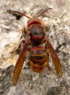 Image of Hornet