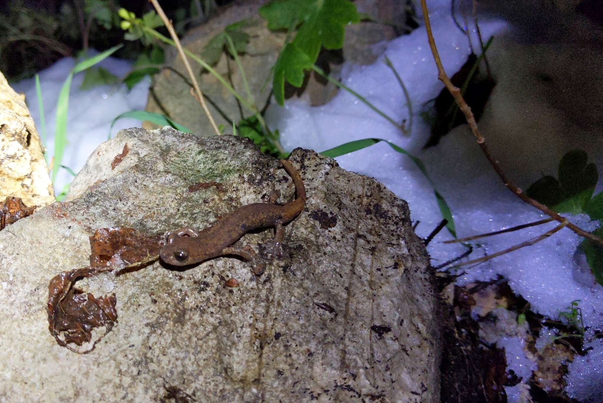 Image of Samwel Shasta Salamander