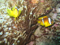 Image of Clownfish