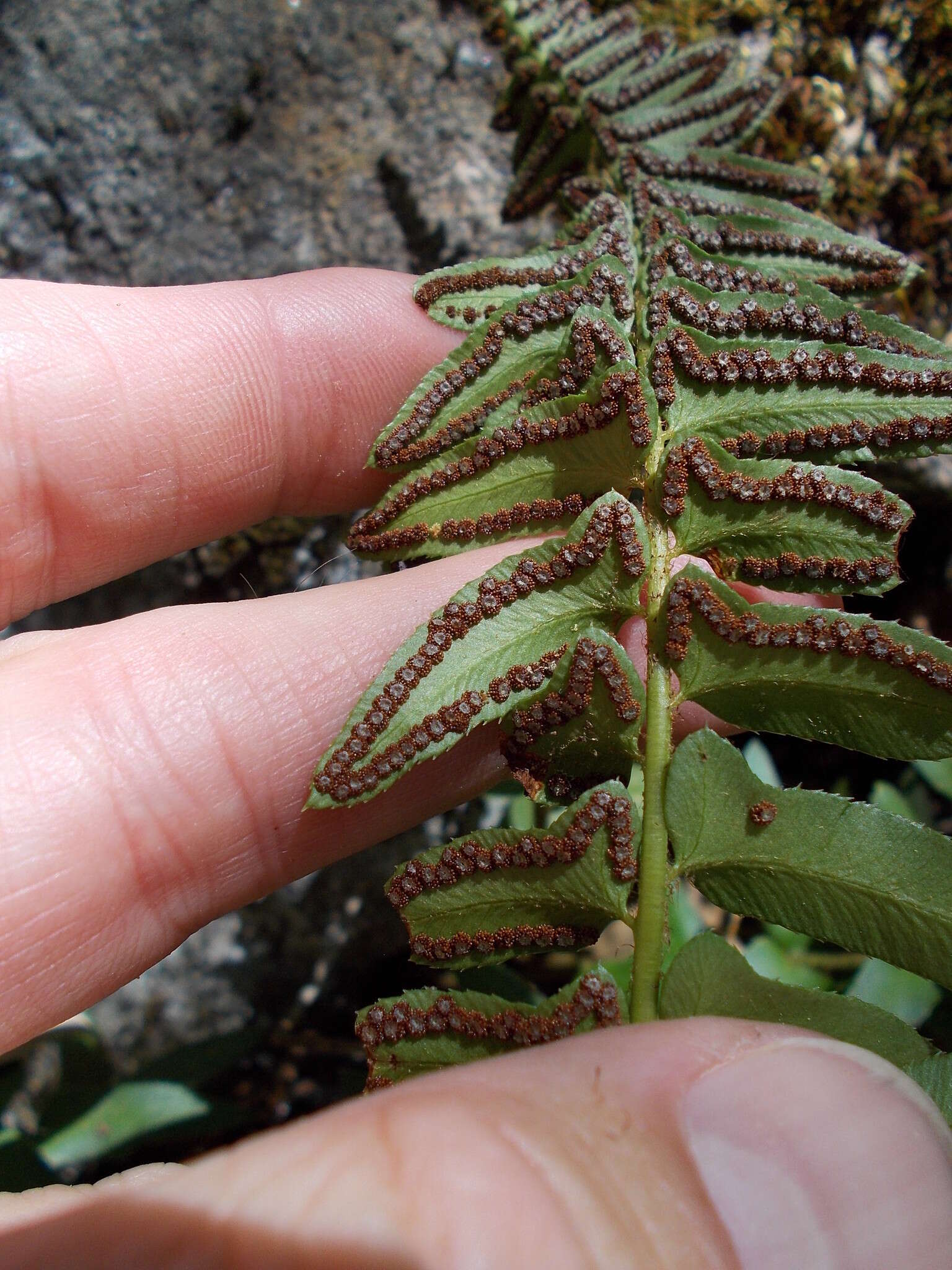 Image of narrowleaf swordfern