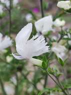 Imagem de Schizanthus candidus Lindl.