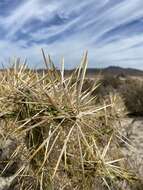 Image of Cylindropuntia molesta subsp. molesta