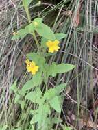 Image of Goodenia heterophylla subsp. teucriifolia (F. Müll.) R. Carolin