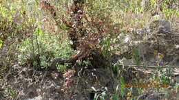 Image of Sedum allantoides Rose
