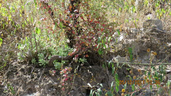 Image of Sedum allantoides Rose