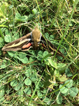 Image of Galium Sphinx