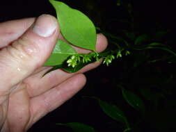 Plancia ëd Sarcococca ruscifolia Stapf