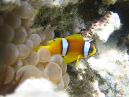 Image of Clownfish