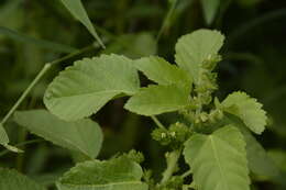 Image de Acalypha malabarica Müll. Arg.