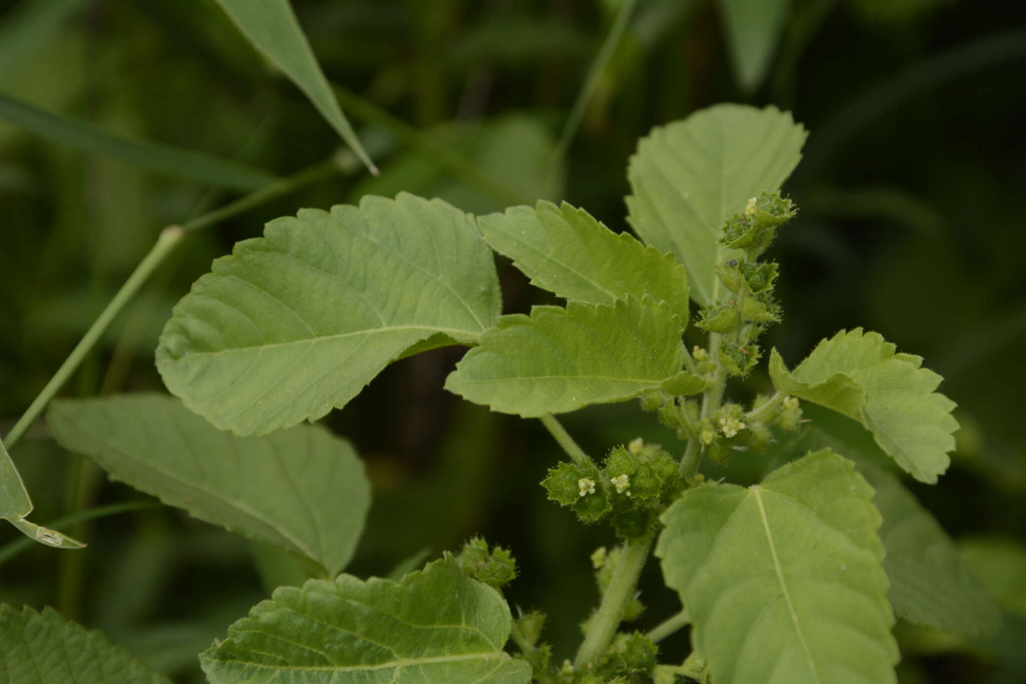 Image de Acalypha malabarica Müll. Arg.