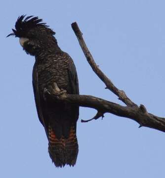 Image of Red-tailed Black-Cockatoo