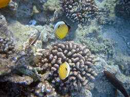 Image of Blacktail Butterflyfish