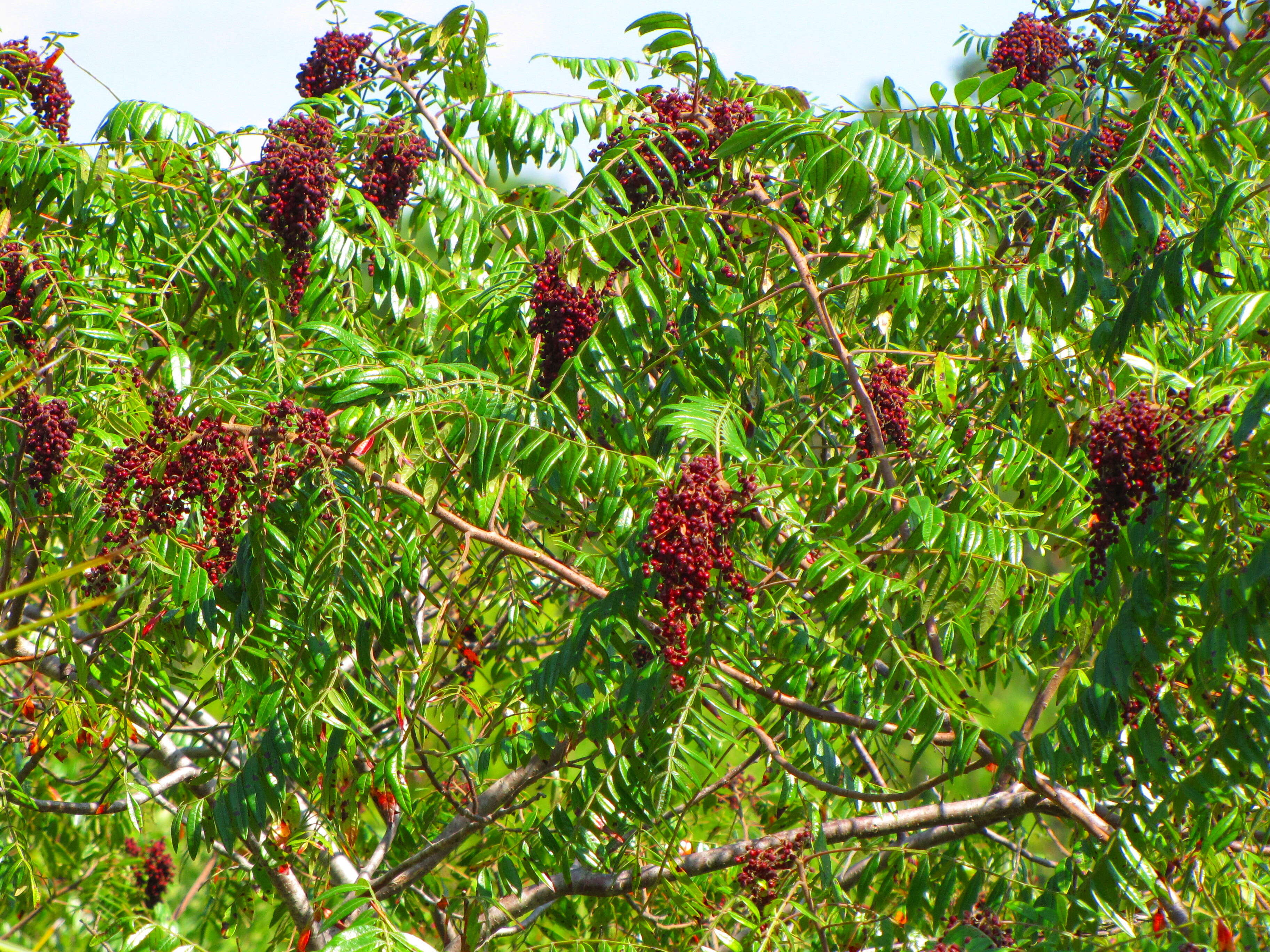 Image de Rhus copallinum