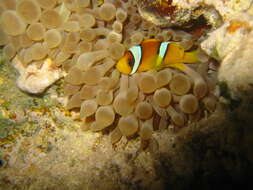 Image of Clownfish