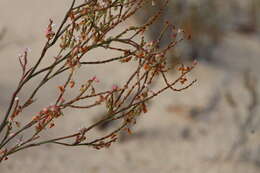 Image of coastal jointweed