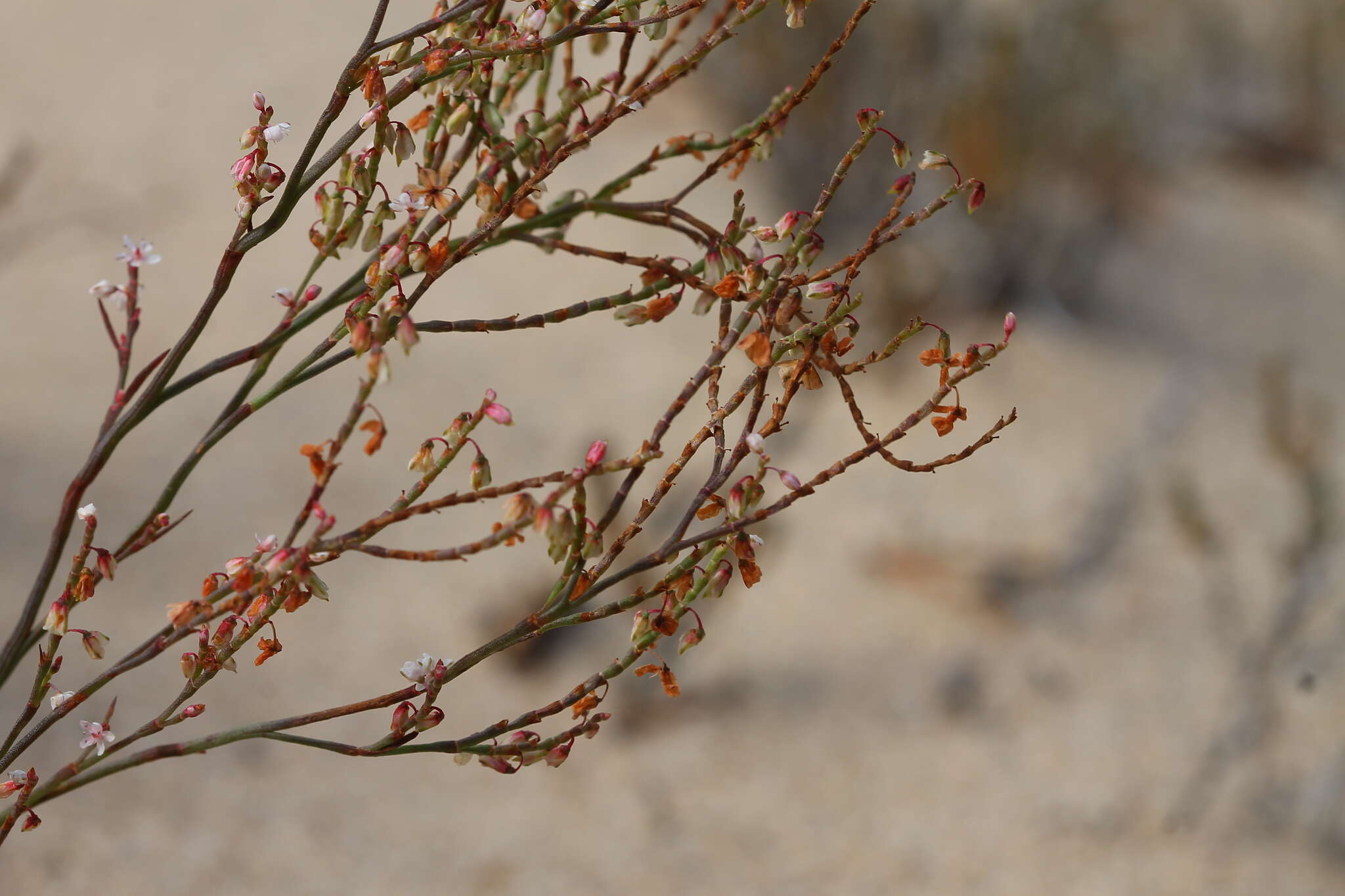 Image of coastal jointweed