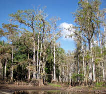 Image of Bald Cypress