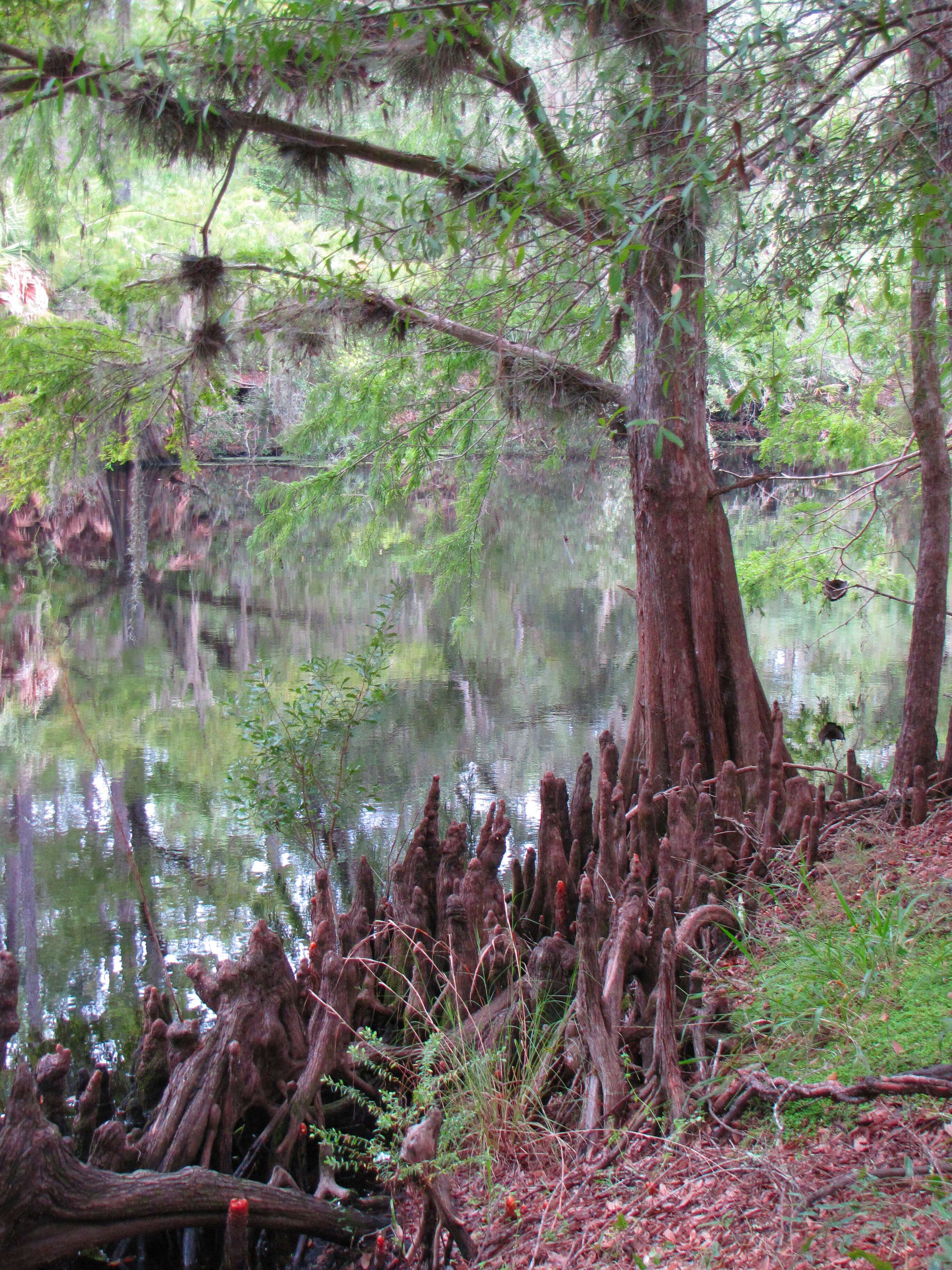 Image of Bald Cypress